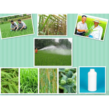 Agroquímicos Plant Tomate Vegetable Rice Regulador de crescimento Promotor Hormone 4-CPA